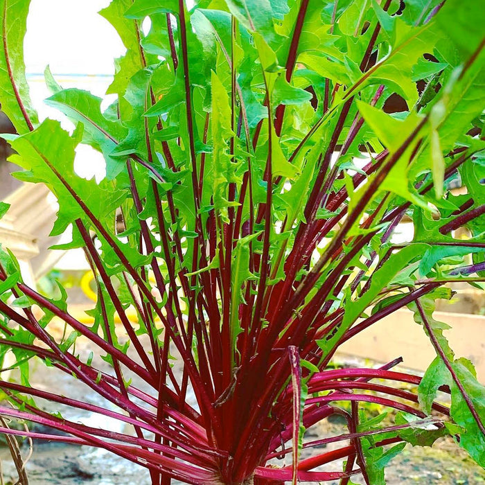 Dandelion 'Italiko' - 4" Pot
