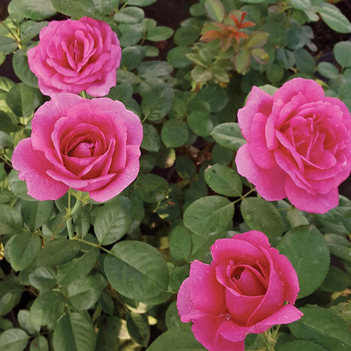 Della Reese - 5 Gallon - Roger's Gardens