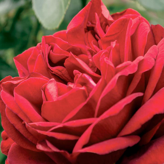 Desmond Tutu - 5 Gallon - Roger's Gardens