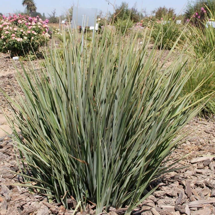 Dianella revoluta 'Little Rev'™ PP - Little Rev Flax Lily - 1 Gallon - Roger's Gardens