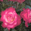 Dick Clark - 5 Gallon - Roger's Gardens
