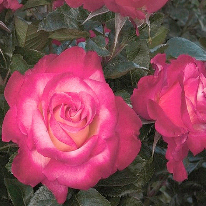 Dick Clark - 5 Gallon - Roger's Gardens