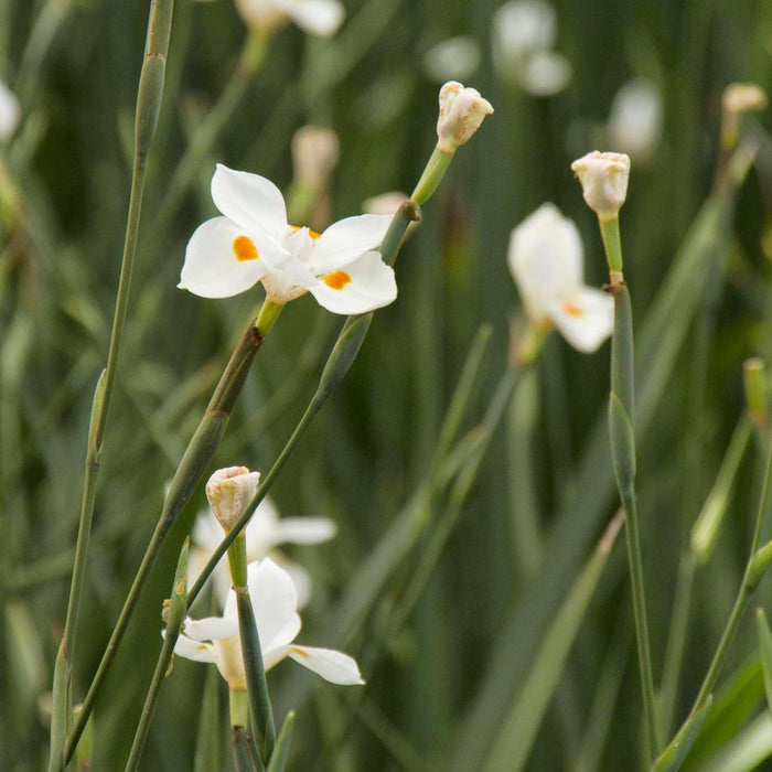 Dietes X 'Nola Alba'® PP - Katrina African Iris - 5 Gallon - Roger's Gardens