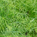 Dill 'Fernleaf' - 4" Pot