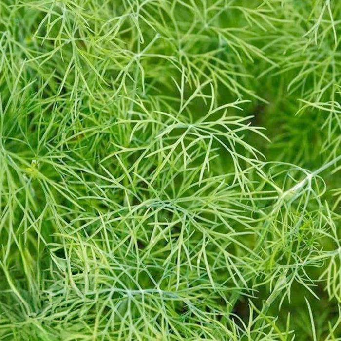 Dill 'Fernleaf' - 4" Pot