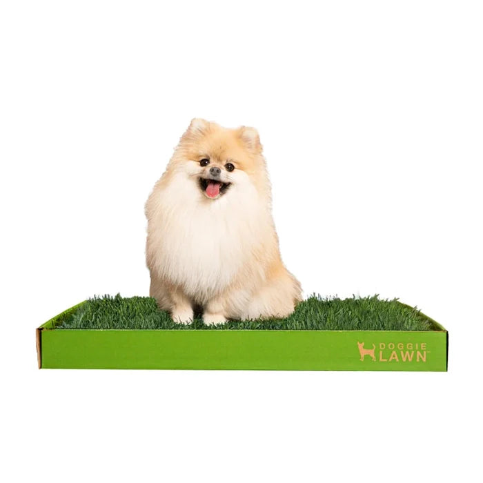 Fluffy Pomeranian sitting on a DoggieLawn disposable real grass pad with a green branded tray.