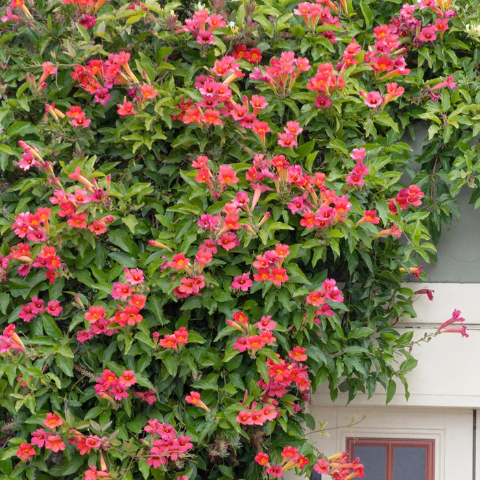 Distictis buccinatoria - Scarlet Trumpet Vine - 5 Gallon - Roger's Gardens