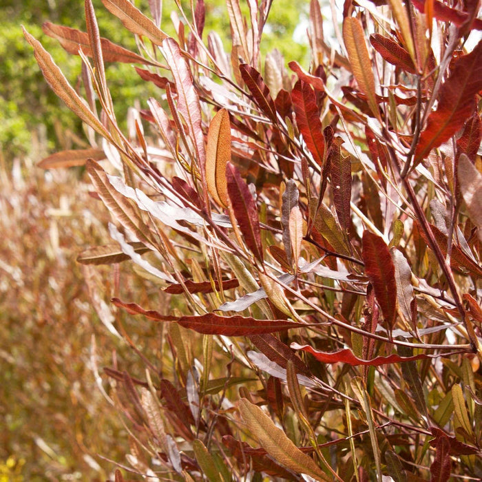 Dodonaea Viscosa 'Purpurea' - Purple Hopseed Bush - 1 Gallon - Roger's Gardens