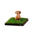 Dachshund sitting on a real grass dog potty pad with black tray.