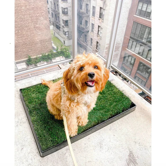 Real grass dog potty pad with tray on a city balcony.