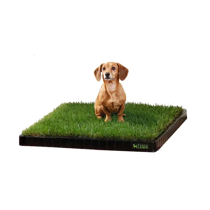 Real grass dog potty pad inside a black DoggieLawn tray.