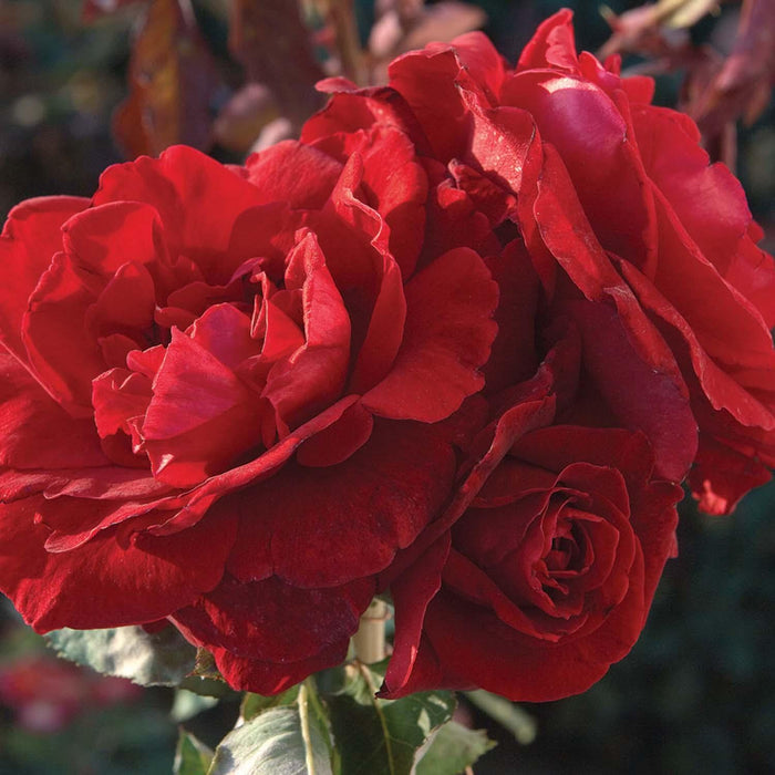 Don Juan - Staked - 5 Gallon - Roger's Gardens