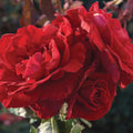 Don Juan - Staked - 5 Gallon - Roger's Gardens