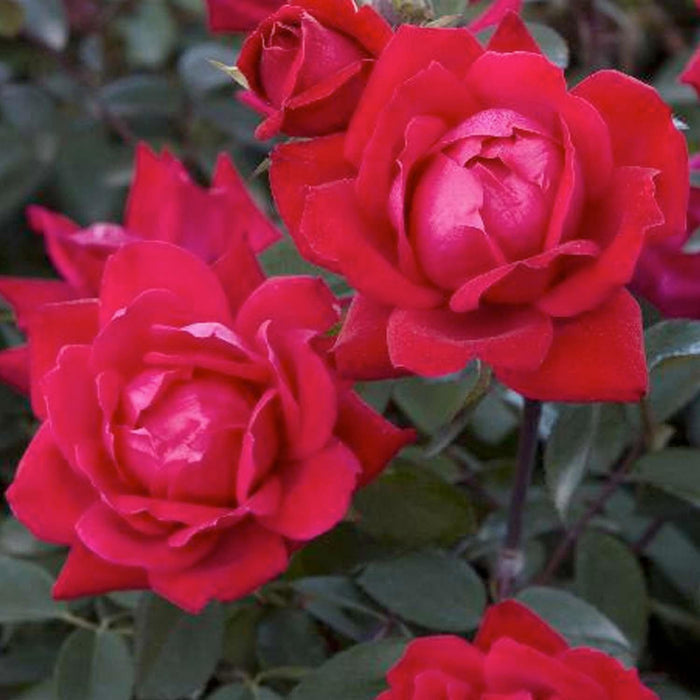 Double Knock Out - 2 Gallon - Roger's Gardens