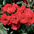 Double Red Simplicity - 5 Gallon - Roger's Gardens