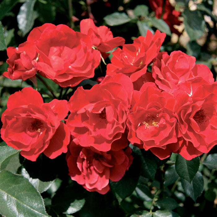 Double Red Simplicity - 5 Gallon - Roger's Gardens