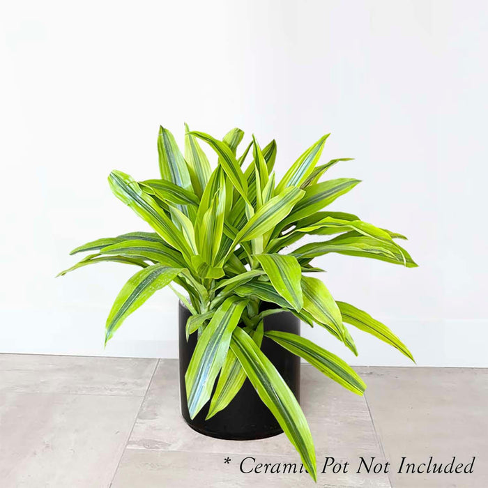 Dracaena 'Kristi' - 8" POT - Roger's Gardens