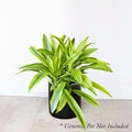 Dracaena 'Kristi' - 8" POT - Roger's Gardens
