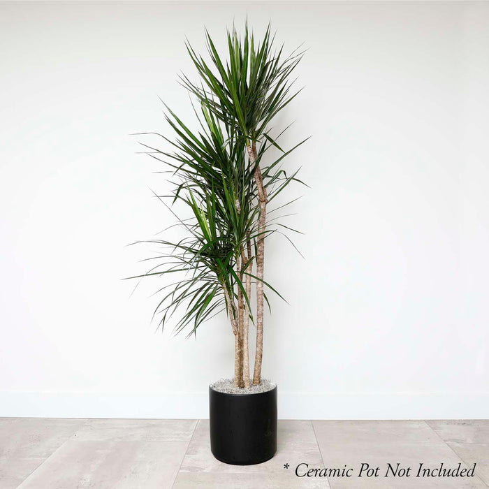 Dracaena marginata - 8" POT - Roger's Gardens