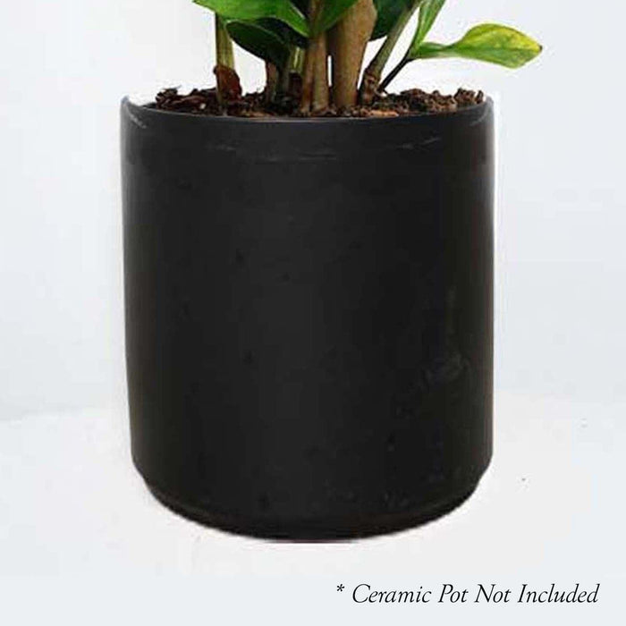 Dracaena marginata - 8" POT - Roger's Gardens