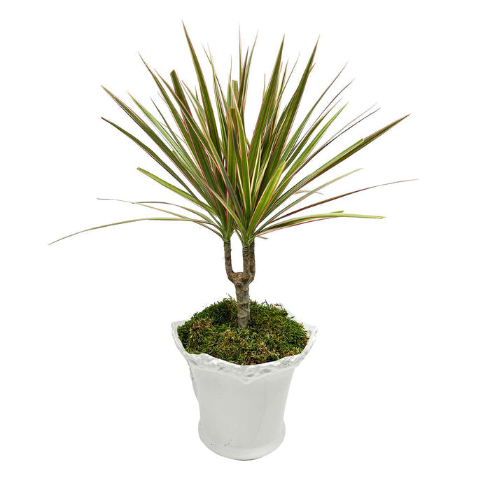 Dracaena Marginata in White Aleah Pot Arrangement