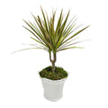 Dracaena Marginata in White Aleah Pot Arrangement