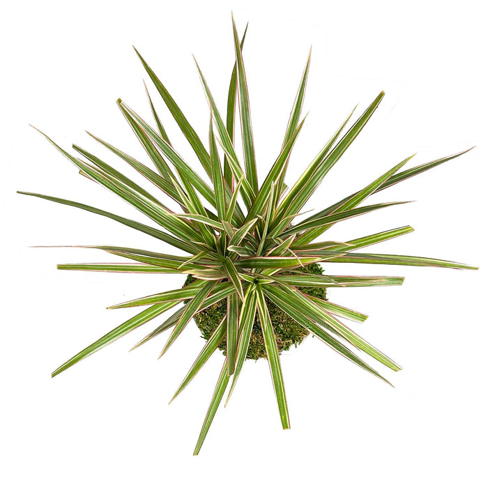 Dracaena Marginata in White Aleah Pot Arrangement