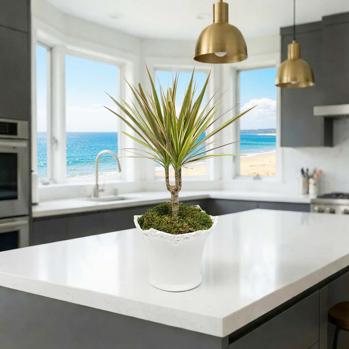 Dracaena Marginata in White Aleah Pot Arrangement