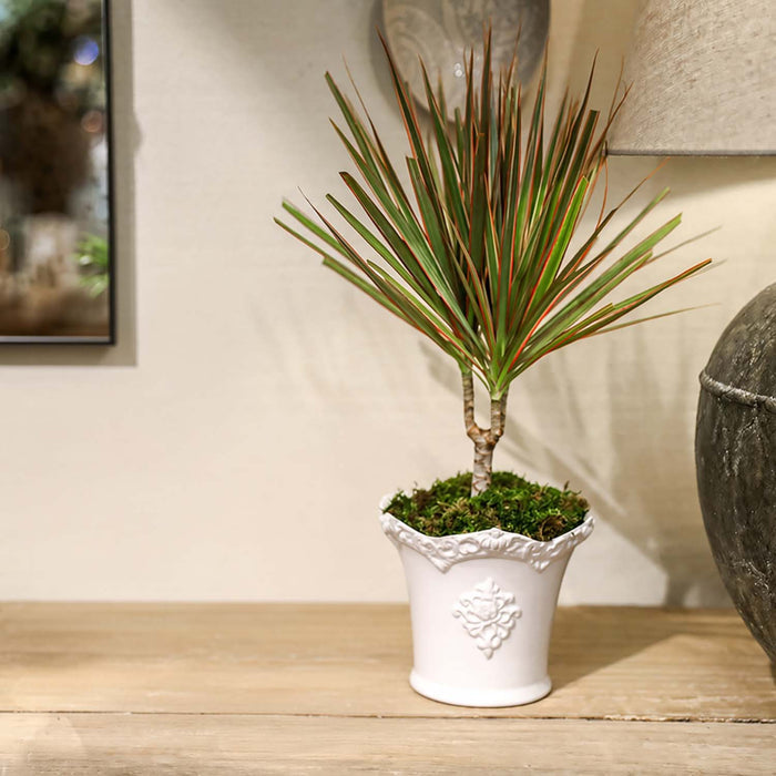 Dracaena Marginata in White Aleah Pot Arrangement