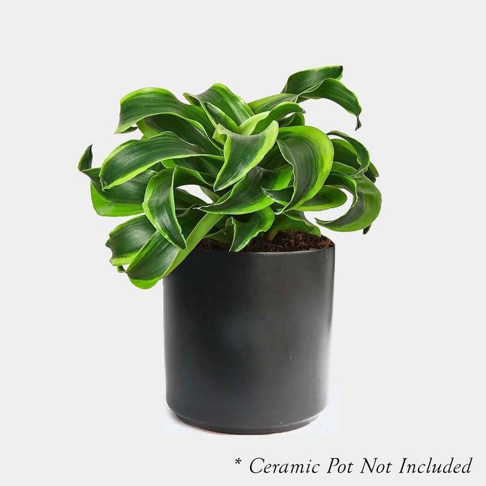 Dracaena 'Tornado' - 4" POT - Roger's Gardens
