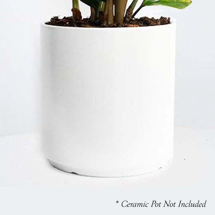 Dracaena 'Tornado' - 4" POT - Roger's Gardens