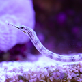 Dragonface Pipefish