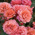 Easy Does It - 5 Gallon - Roger's Gardens