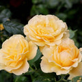 Easy Going - 5 Gallon - Roger's Gardens
