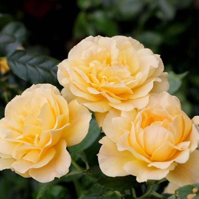 Easy Going - 5 Gallon - Roger's Gardens