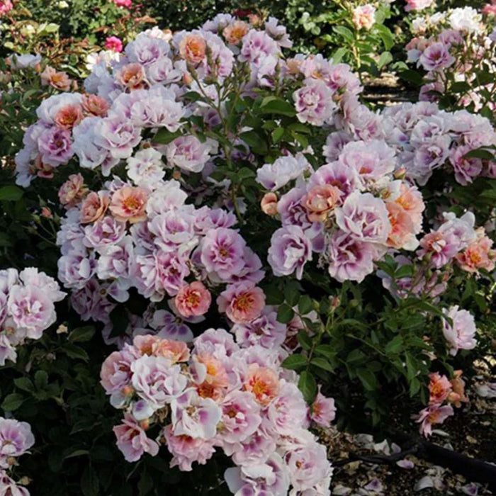 Easy on the Eyes - 5 Gallon - Roger's Gardens