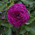 Ebb Tide - 36" Tree - 5 Gallon - Roger's Gardens