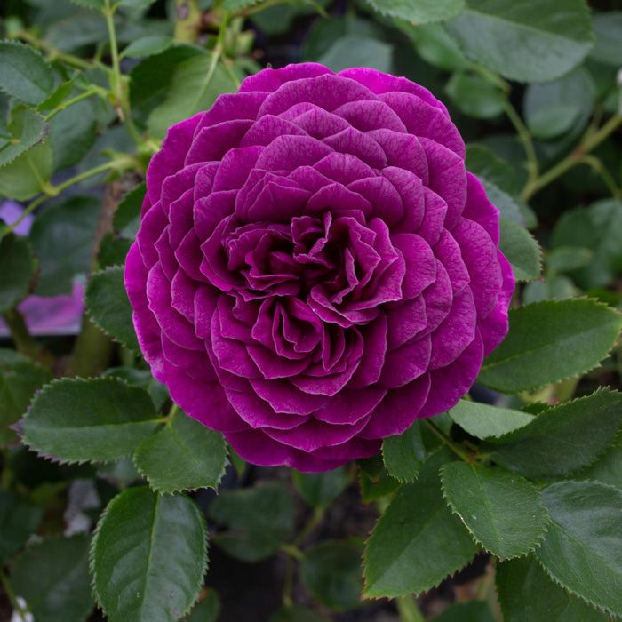Ebb Tide - 36" Tree - 5 Gallon - Roger's Gardens