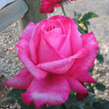 Elizabeth Taylor - 5 Gallon - Roger's Gardens