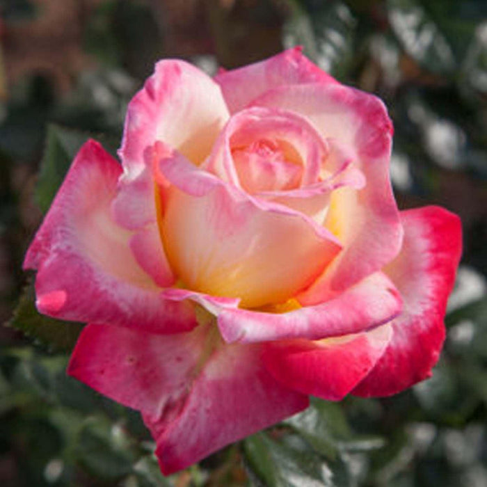 Enchanted Peace - 5 Gallon - Roger's Gardens