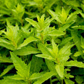 Epazote - 4" Pot