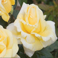 Eternal Flame - 5 Gallon - Roger's Gardens
