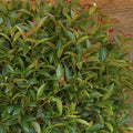 Eugenia 'Monterey Bay' - Monterey Bay Brush Cherry - 5 Gallon - Roger's Gardens
