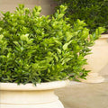 Euonymus j. 'Grandifolius' - Japanese Euonymus - Espalier - 5 Gallon - Roger's Gardens