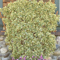 Euonymus jap. 'Chollipo' - Chollipo Euonymus - 2 Gallon - Roger's Gardens