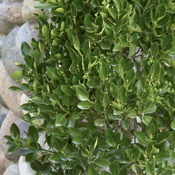 Euonymus k. 'Manhattan' - Manhattan Euonymus - 2 Gallon - Roger's Gardens