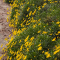 Euryops pectinatus 'Viridis' - Green-Leaved Euryops - 2 Gallon - Roger's Gardens