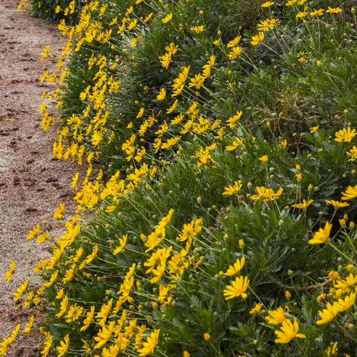 Euryops pectinatus 'Viridis' - Green-Leaved Euryops - 5 Gallon - Roger's Gardens