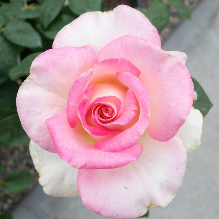 Falling in Love - 5 Gallon - Roger's Gardens