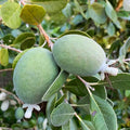 Feijoa sellowiana - Pineapple Guava - 5 Gallon - Roger's Gardens